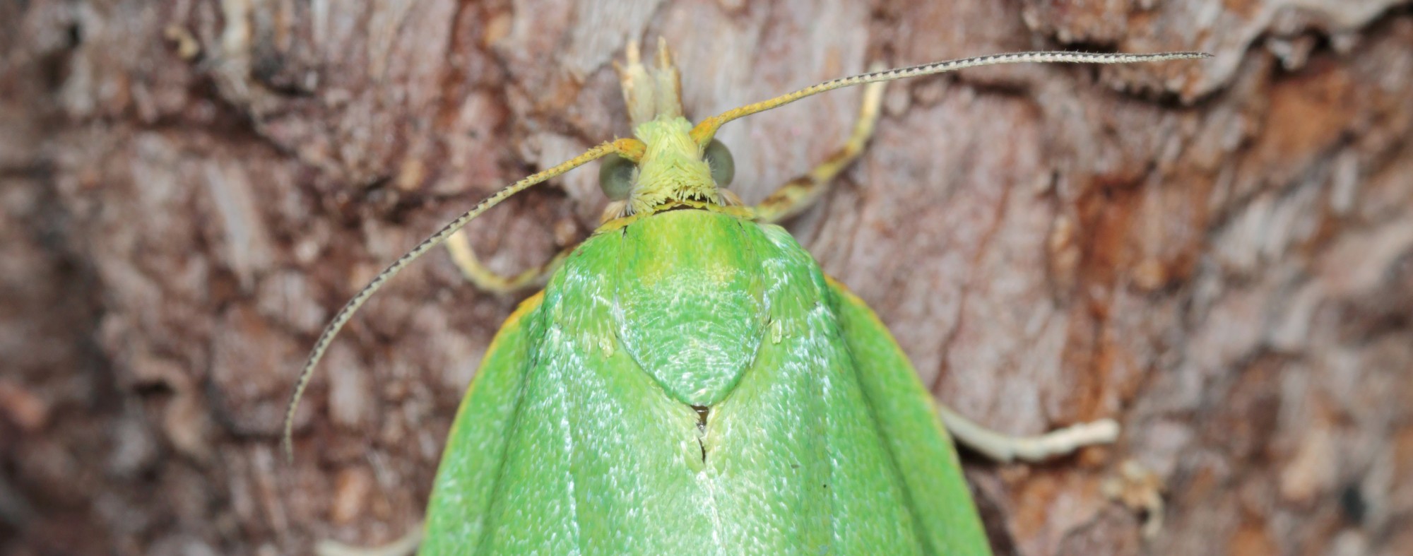 Burgo-da-azinheira